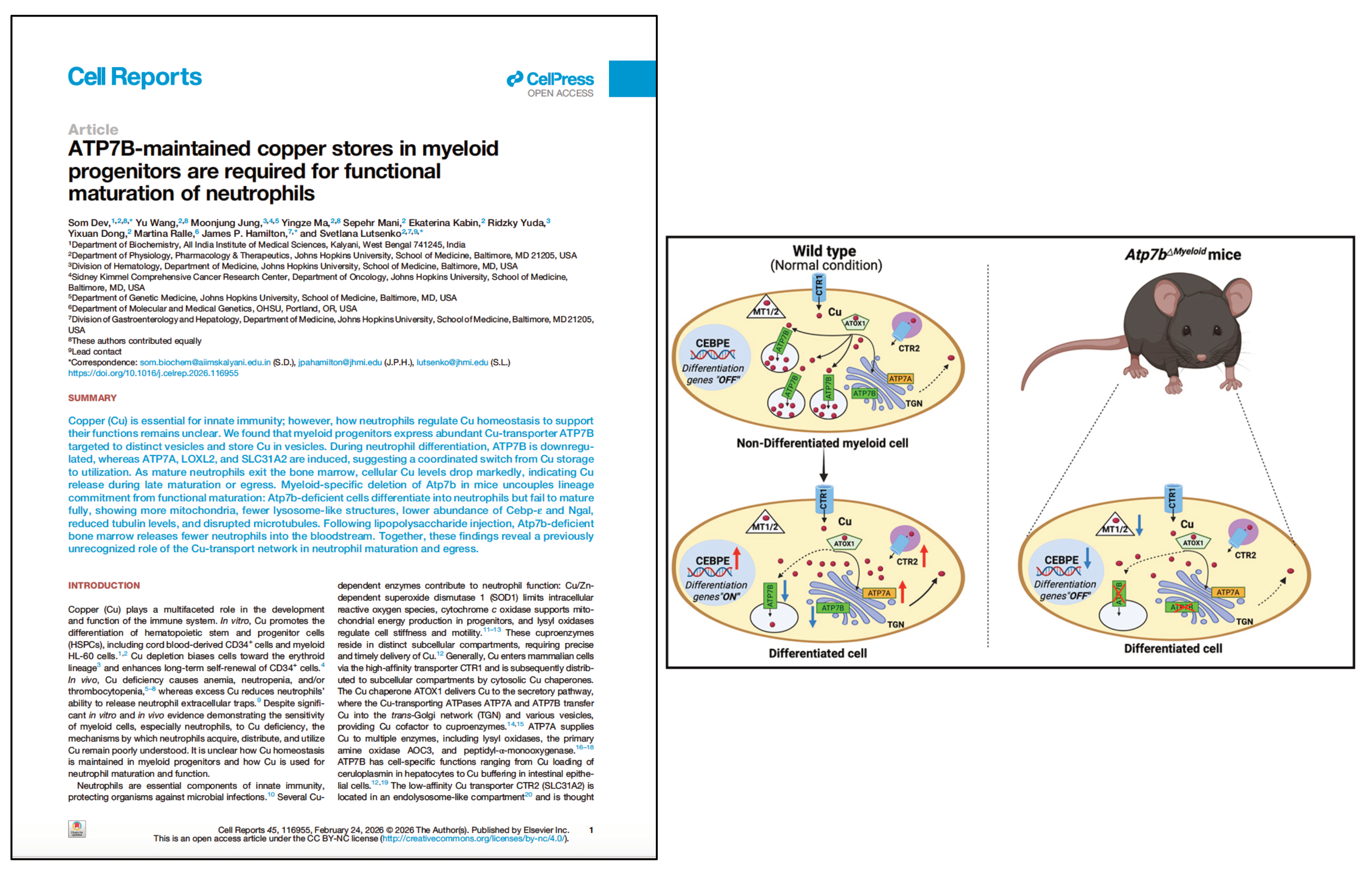 Screenshot of ATP7B-maintained copper stores in myeloid progenitors are required for functional maturation of neutrophils